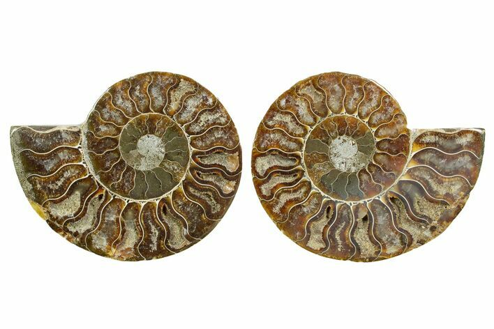 Cut & Polished Ammonite Fossil - Madagascar #364799